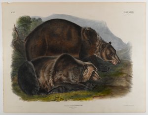 Urso pardo de John James Audubon