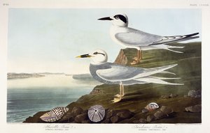 Andorinha-do-mar de Havell e Andorinha-do-mar de Trudeau, 1838 de John James Audubon