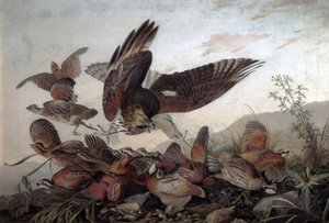 Hawks atacando perdizes, 1826