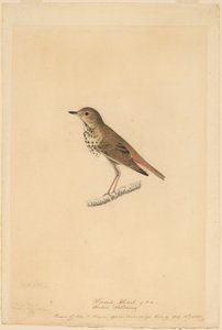 Tordo Eremita de John James Audubon