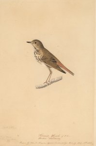 Tordo Eremita, 1820. de John James Audubon