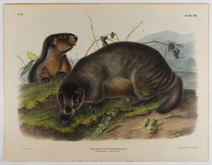 Marmota de John James Audubon