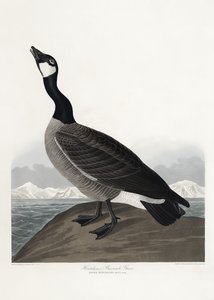 O ganso-de-barnacle de Hutchins, extraído de *Birds of America* (1827) de John James Audubon