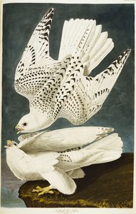 Islândia ou Jer Falcon. Gyrfalcon de John James Audubon