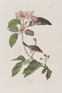 Ilustração de 