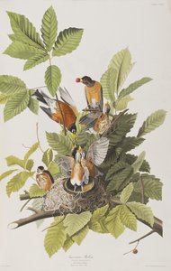 Ilustração de 
