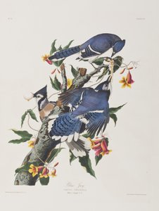 Ilustração de 