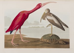 Ilustração de 