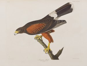 Ilustração de 