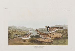 Ilustração de 