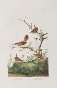 Ilustração de 
