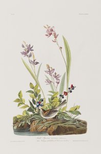 Ilustração de 