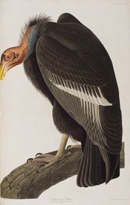 Ilustração de 