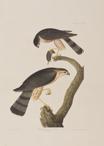 Ilustração de 