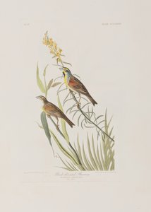 Ilustração de 