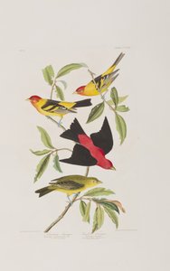 Ilustração de 