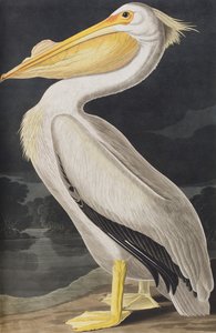 Ilustração de 
