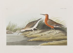 Ilustração de 