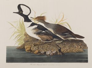 Ilustração de 
