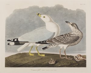 Ilustração de 