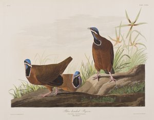 Ilustração de 