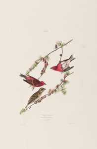 Ilustração de 