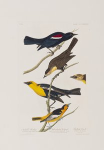 Ilustração de 