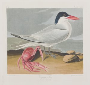 Ilustração de 