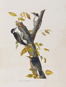Ilustração de 