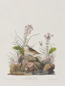 Ilustração de 