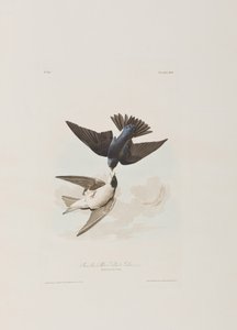 Ilustração de 