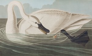 Ilustração de 