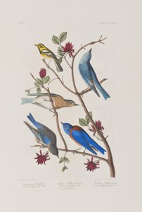 Ilustração de 