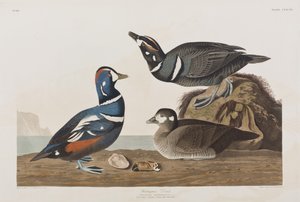 Ilustração de 