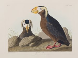 Ilustração de 