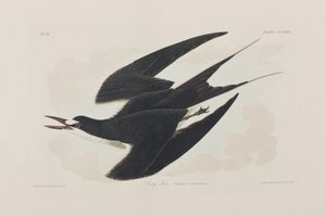 Ilustração de 