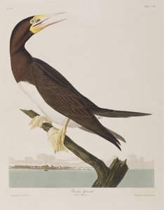 Ilustração de 