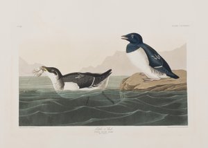 Ilustração de 