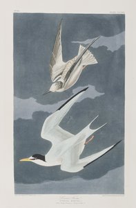 Ilustração de 