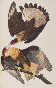 Ilustração de 
