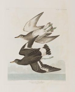 Ilustração de 