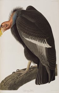 Ilustração de 
