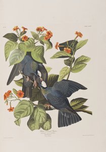 Ilustração de 