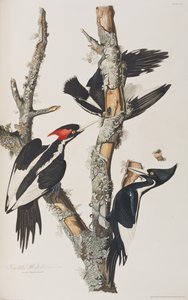 Ilustração de 