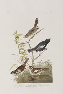 Ilustração de 
