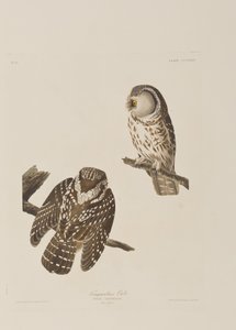 Ilustração de 