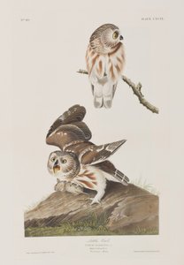 Ilustração de 