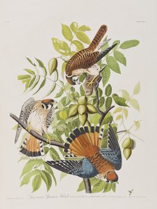 Ilustração de 