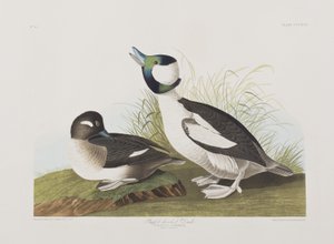 Ilustração de 