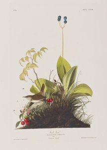 Ilustração de 